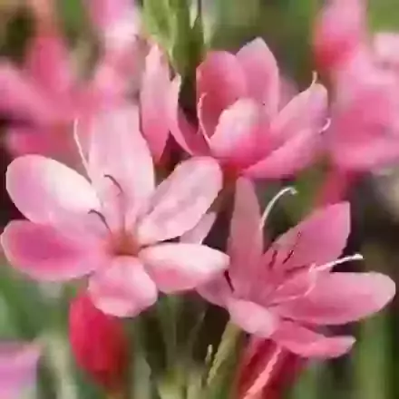 Schizostylis (Kaffir Lily)